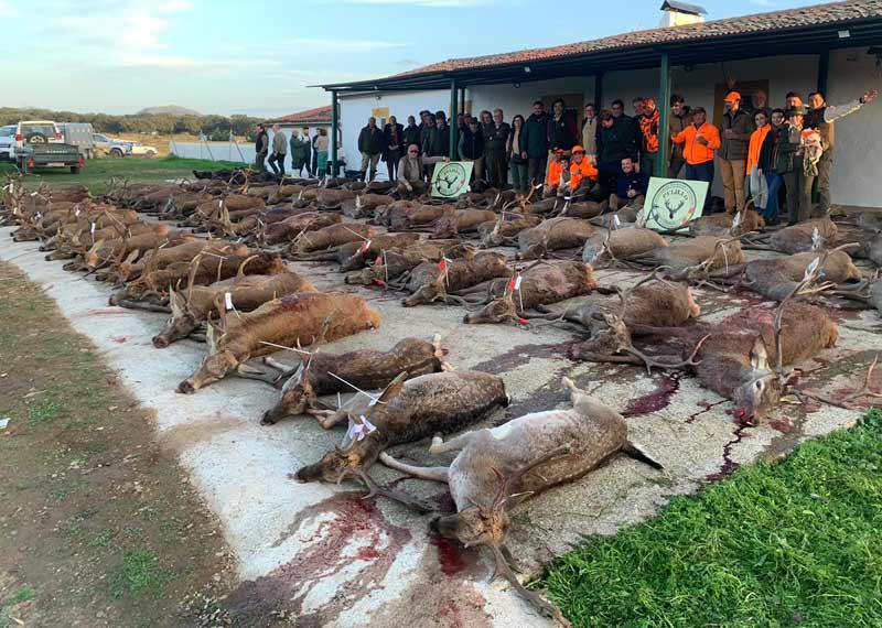 Chaqueta Caza Blaser