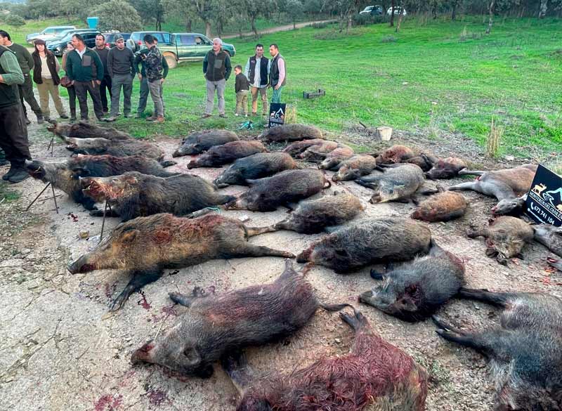 Chaqueta Caza Blaser