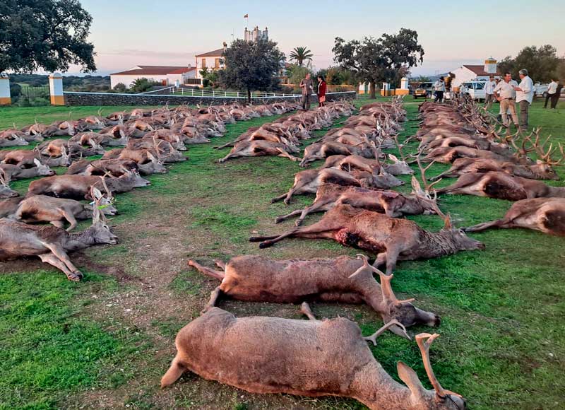 Chaqueta Caza Blaser