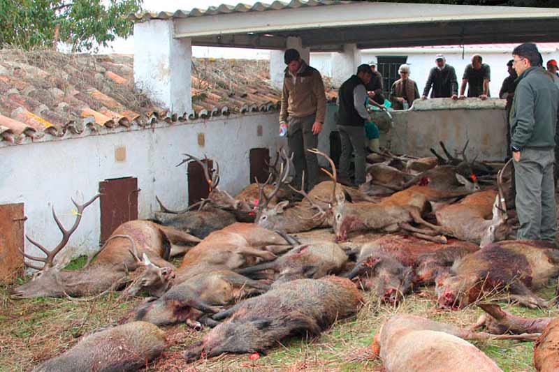 Chaqueta Caza Blaser