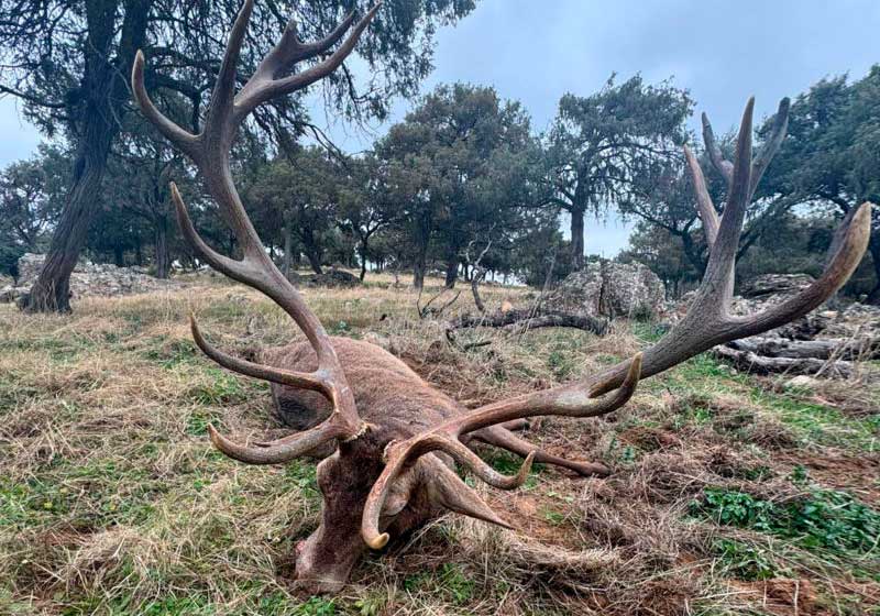 Chaqueta Caza Blaser