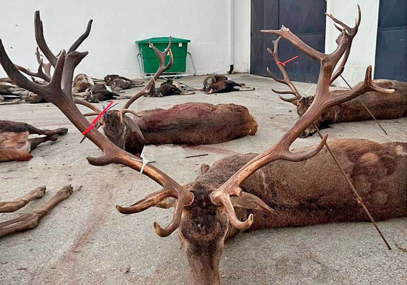 Chaqueta Caza Blaser