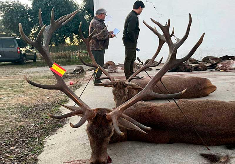 Chaqueta Caza Blaser