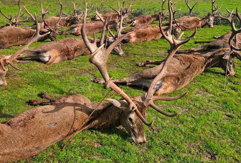 Chaqueta Caza Blaser