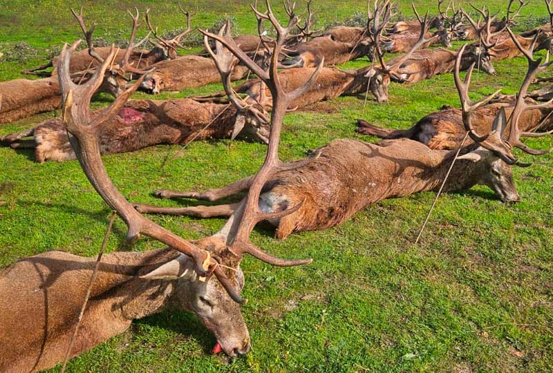 Chaqueta Caza Blaser