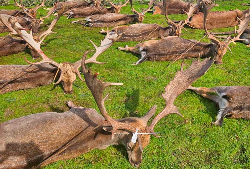 Chaqueta Caza Blaser