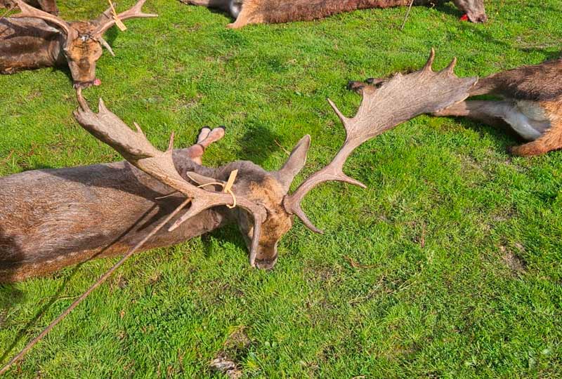 Chaqueta Caza Blaser