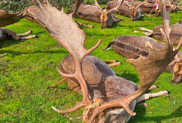 Chaqueta Caza Blaser