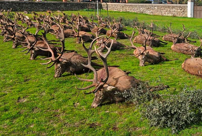 Chaqueta Caza Blaser