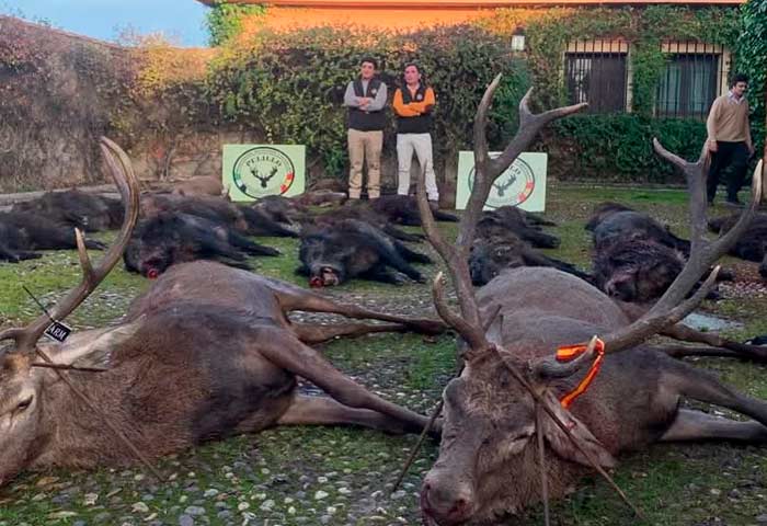 Chaqueta Caza Blaser