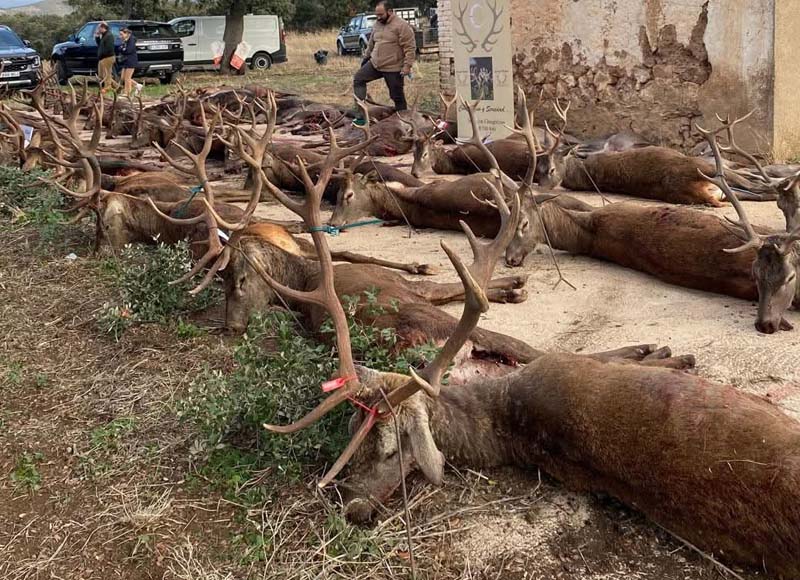 Chaqueta Caza Blaser