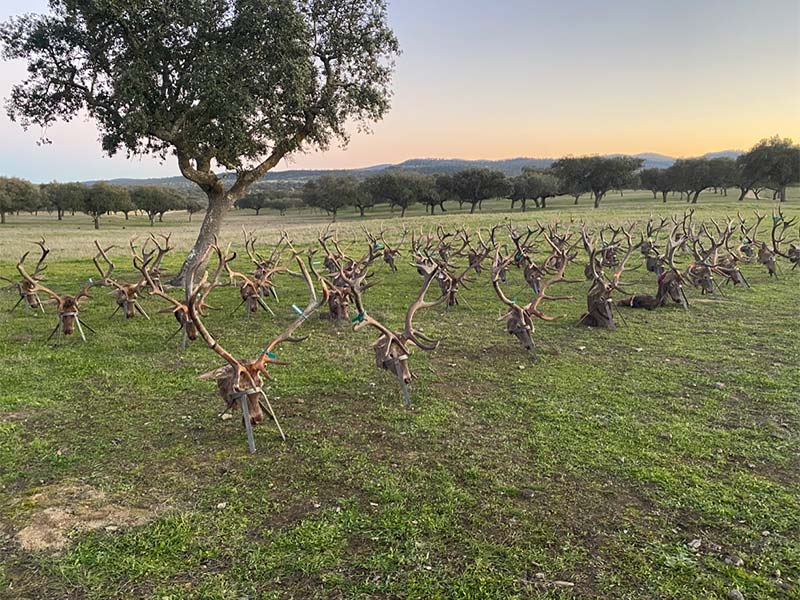 Resultado Montería El Aguila 2020 Cinegética Montresur