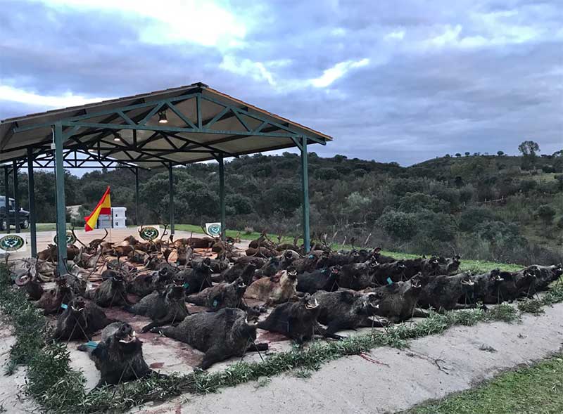 Resultado Montería El Barrero 2019 Cabezas S Caza