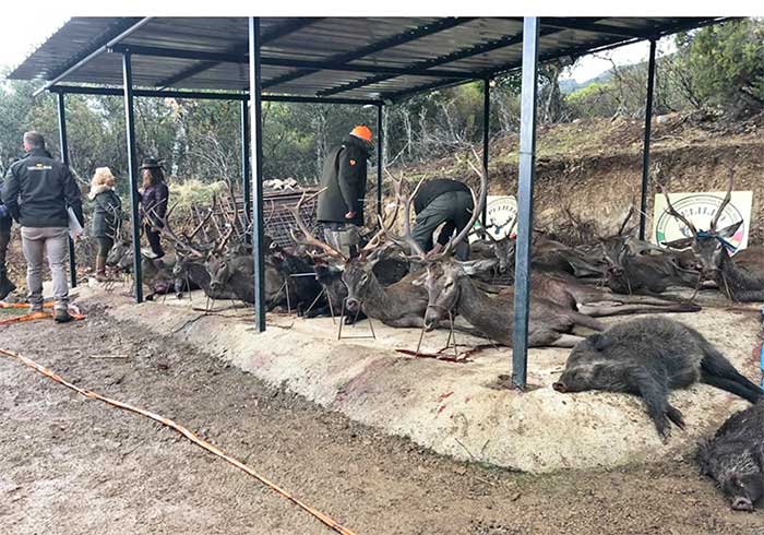 Resultado Montería Hoya de Guadarranque 2019 Pelillo S C