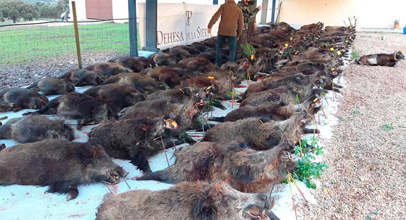 Resultado Montería La Sierpe 2020 Sierra España