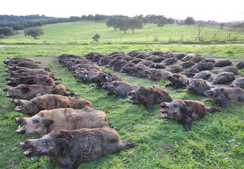 Resultado Montería Mancho Verde 2020 Sierracaza