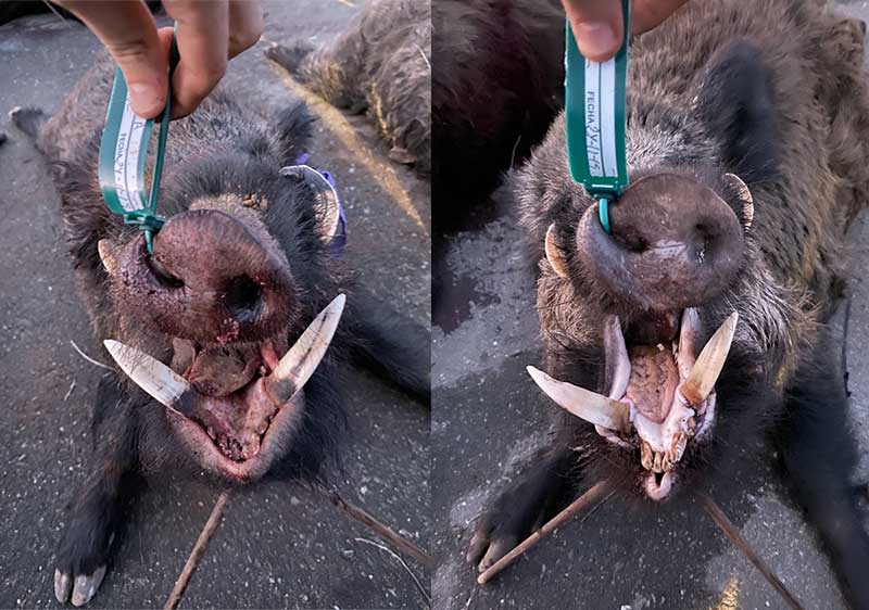 Resultado Montería Mulva 2019 Cinegética Montresur