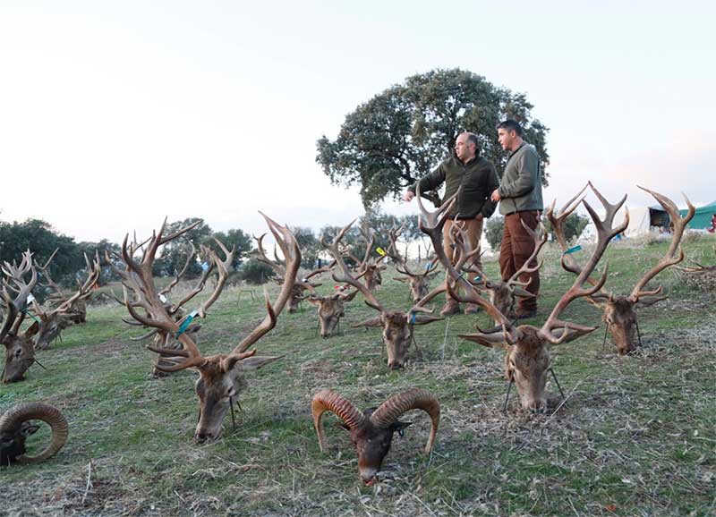 NavalasnoViejo201903