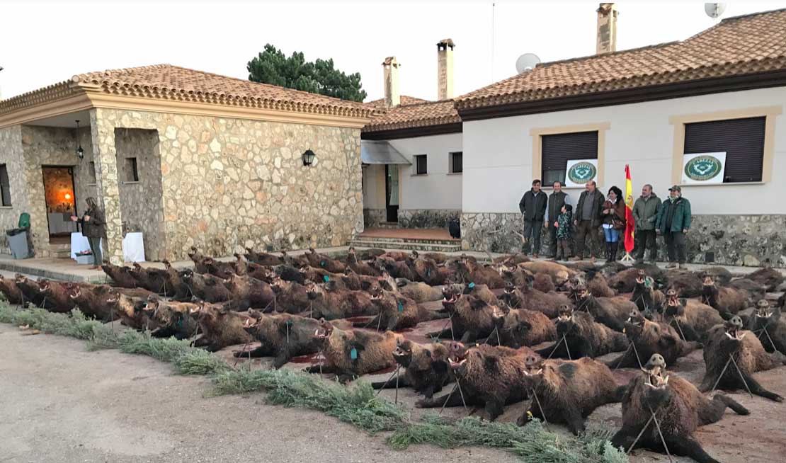 Resultado Montería Santa Quiteria Jb 2019 2 Cabezas S Caza