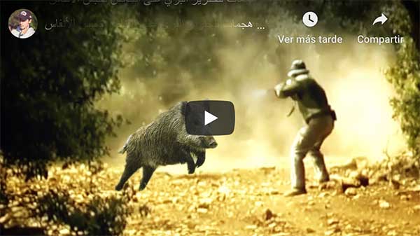 Vídeos impactantes de Jabalíes