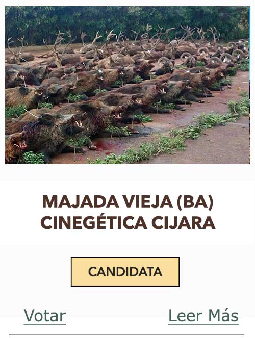 CandidatasPueblaEstellez Chaves