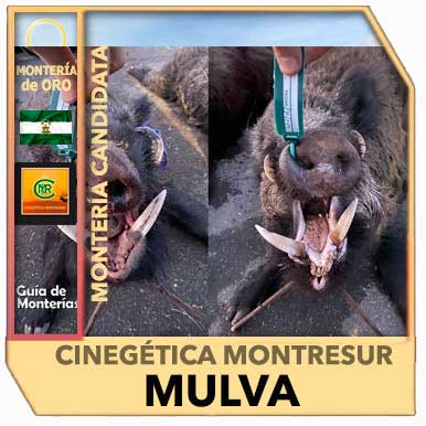 Candidatas20192020MontresurMulva